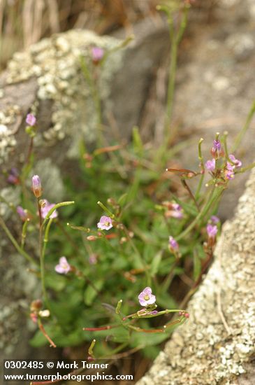 Arabis microphylla