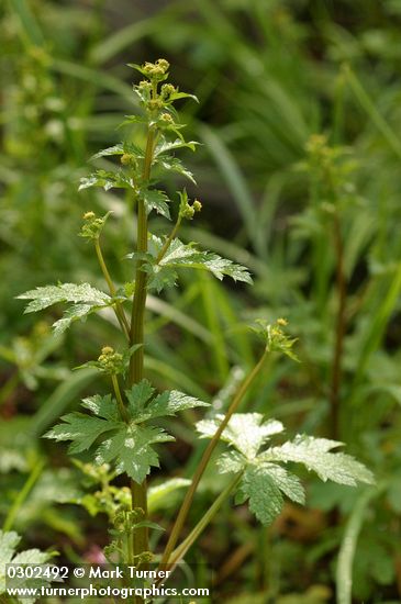 Sanicula crassicaulis