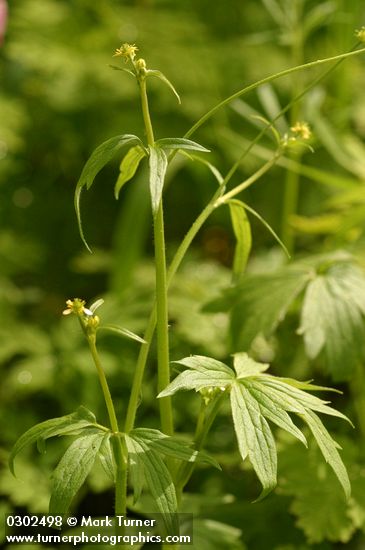 Ranunculus uncinatus