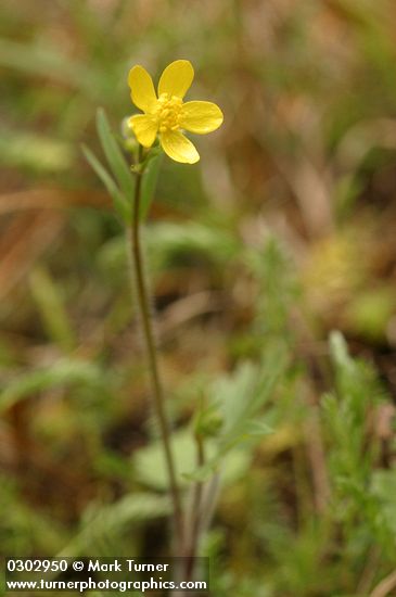 Ranunculus occidentalis