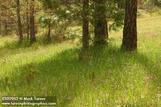 Pinus jeffreyi; Dodecatheon hendersonii