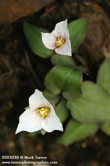 Trillium rivale