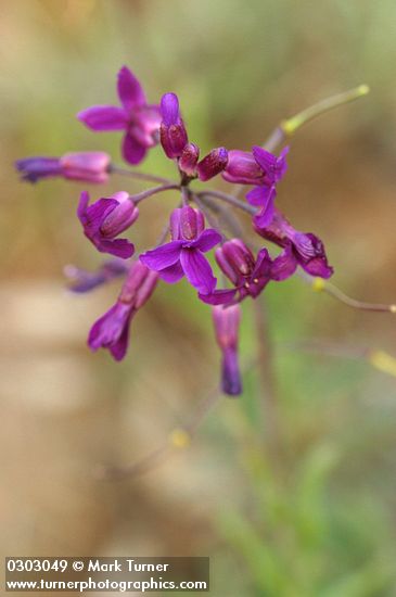 Arabis koehleri var. koehleri