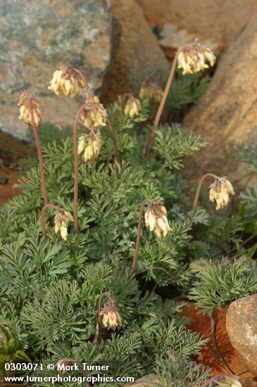 Dicentra formosa ssp. oregona