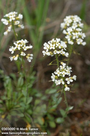 Thlaspi montanum var. siskiyouense