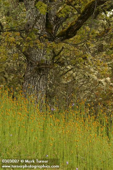 Amsinckia menziesii var. intermedia; Quercus garryana