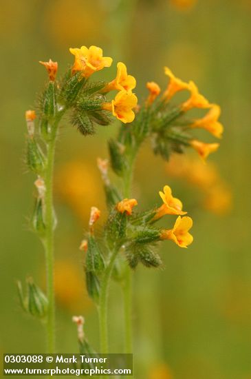 Amsinckia menziesii var. intermedia