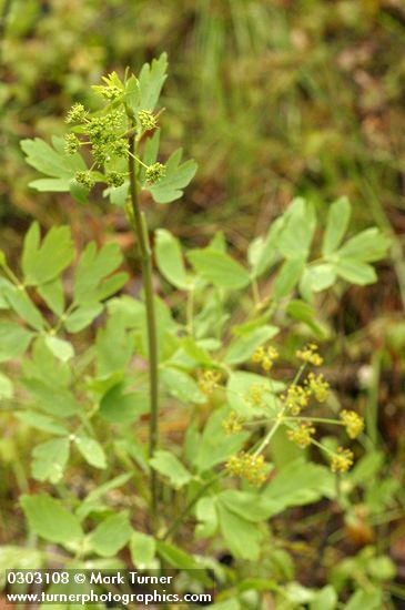 Lomatium californicum