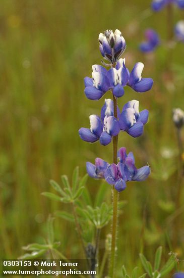 Lupinus bicolor ssp. microphyllus