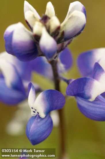 Lupinus bicolor ssp. microphyllus