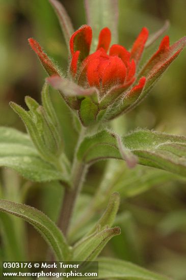 Castilleja pruinosa