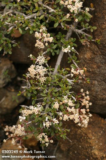 Ceanothus prostratus