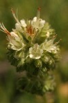 Serpentine Scorpionweed blossoms extreme detail