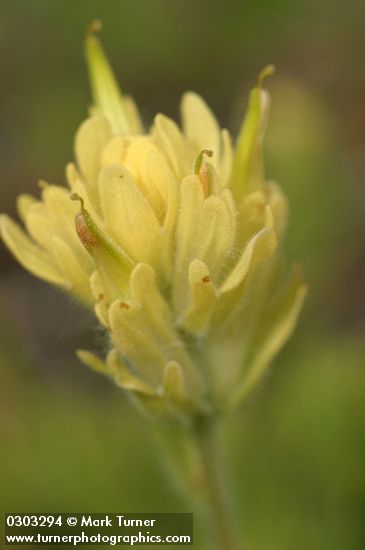 Castilleja sp.