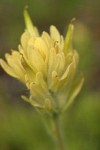 Yellow Indian Paintbrush bracts & blossoms detail