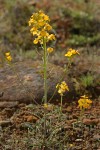 Western (Rough) Wallflower