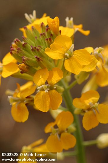 Erysimum capitatum var. capitatum (E. asperum)