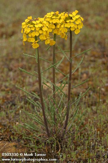 Erysimum capitatum var. capitatum (E. asperum)