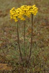 Western (Rough) Wallflower