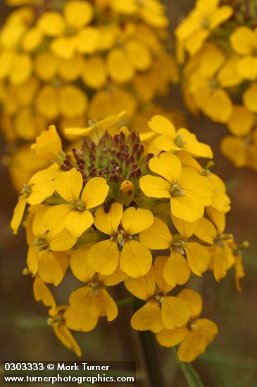 Erysimum capitatum var. capitatum (E. asperum)