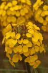 Western (Rough) Wallflower blossoms detail