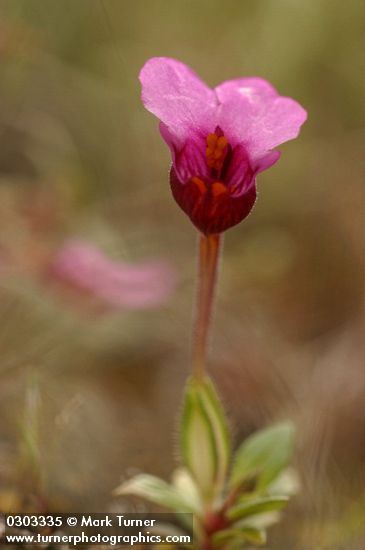 Mimulus jepsonii