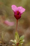 Jepson's Monkeyflower blossom & foliage detail