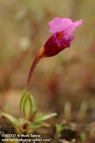 Mimulus jepsonii