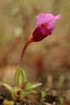 Jepson's Monkeyflower blossom & foliage detail