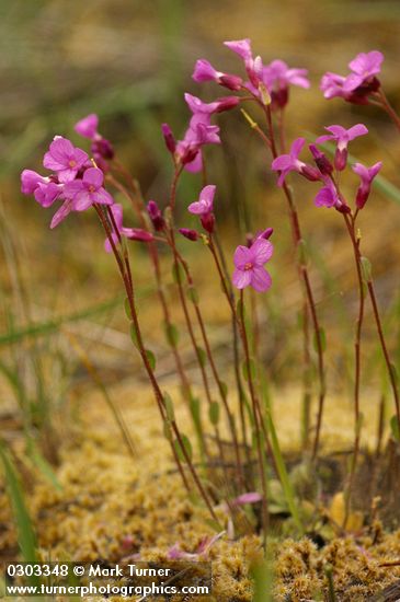 Arabis modesta