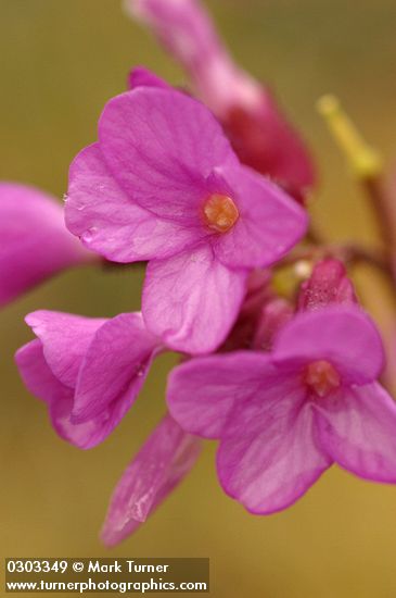 Arabis modesta