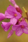 Rogue Canyon Rockcress