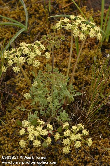 Lomatium macrocarpum