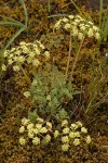 Bigseed Lomatium (Biscuitroot)