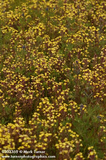 Triphysaria eriantha ssp. eriantha (Orthocarpus erianthus)