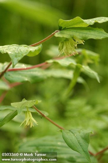 Disporum hookeri var. oreganum