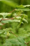 Hooker's Fairybells blossoms & foliage detail