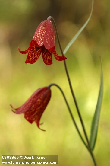 Fritillaria gentneri