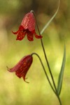 Gentner's Fritillary blossoms detail