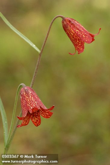 Fritillaria gentneri