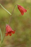 Gentner's Fritillary blossoms detail