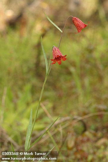 Fritillaria gentneri