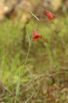 Gentner's Fritillary