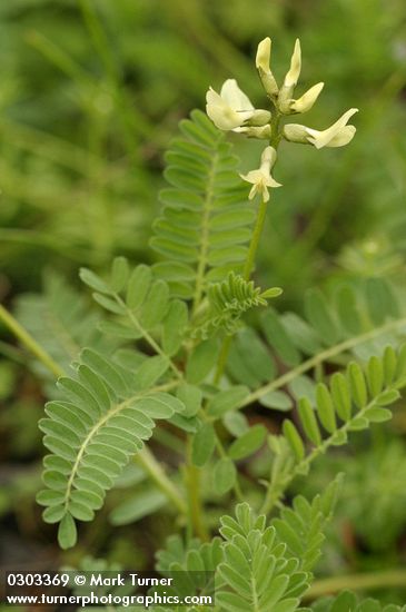 Astragalus sp.