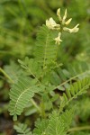 Milk-vetch blossoms & foliage