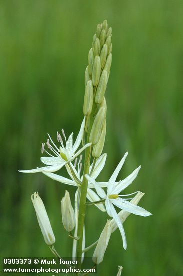 Camassia leichtlinii ssp. leichtlinii