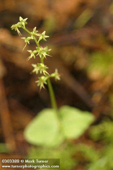 Listera cordata