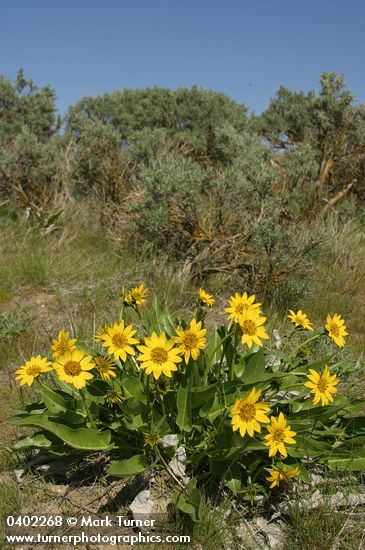 Balsamorhiza careyana