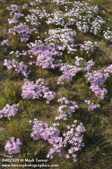 Phlox longifolia