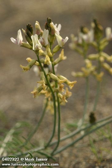 Astragalus sclerocarpus